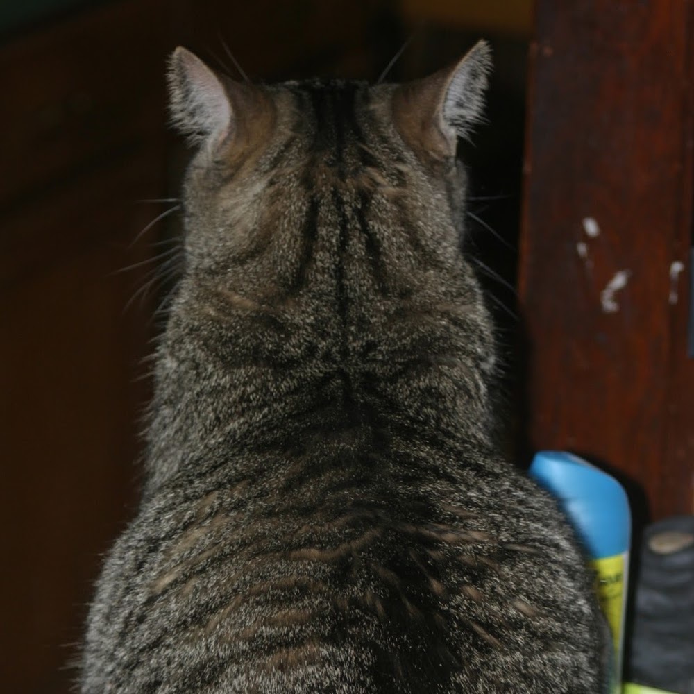 Meet your Posher, James